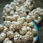 bawang putih