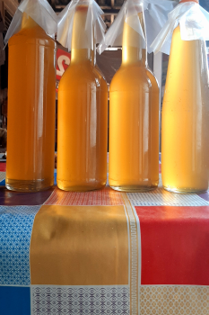 madu Asli lebah Dorsata (lebah liar