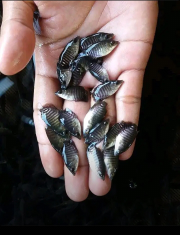 Benih Ikan Gurame