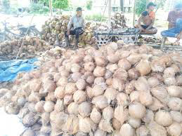 Kelapa butir
