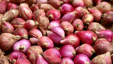 Bawang Merah Timor