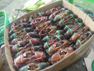 Jual Kepiting Hidup/Daging
