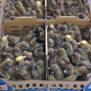 Ready Stock DOD Mojosari Lokal Betina Super Unggul