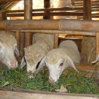 Tersedia Domba dan kambing qurban dan aqikah