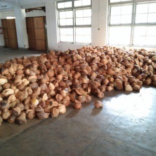 KELAPA 