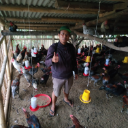 Ayam Joper ( jawa super )
