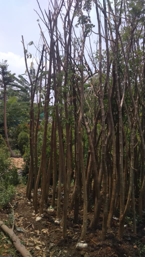 jual pohon kayu putih.dll