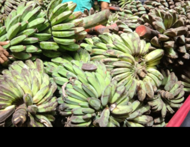 Menyediakan Pisang Kepok