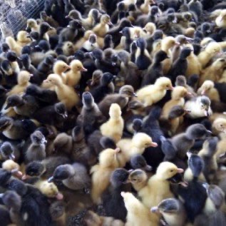 jual dod bebek hibrida