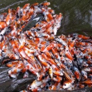 Ikan Koi Sukabumi Berkualitas