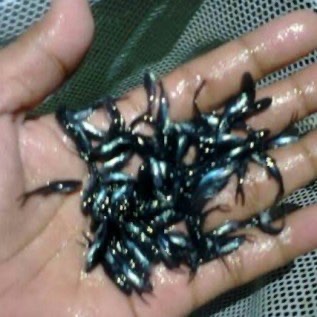 Larva & Benih Ikan Patin