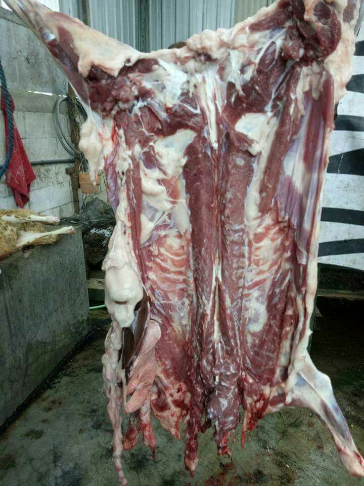 Berah ternak jawa barat doma..pul.bek
