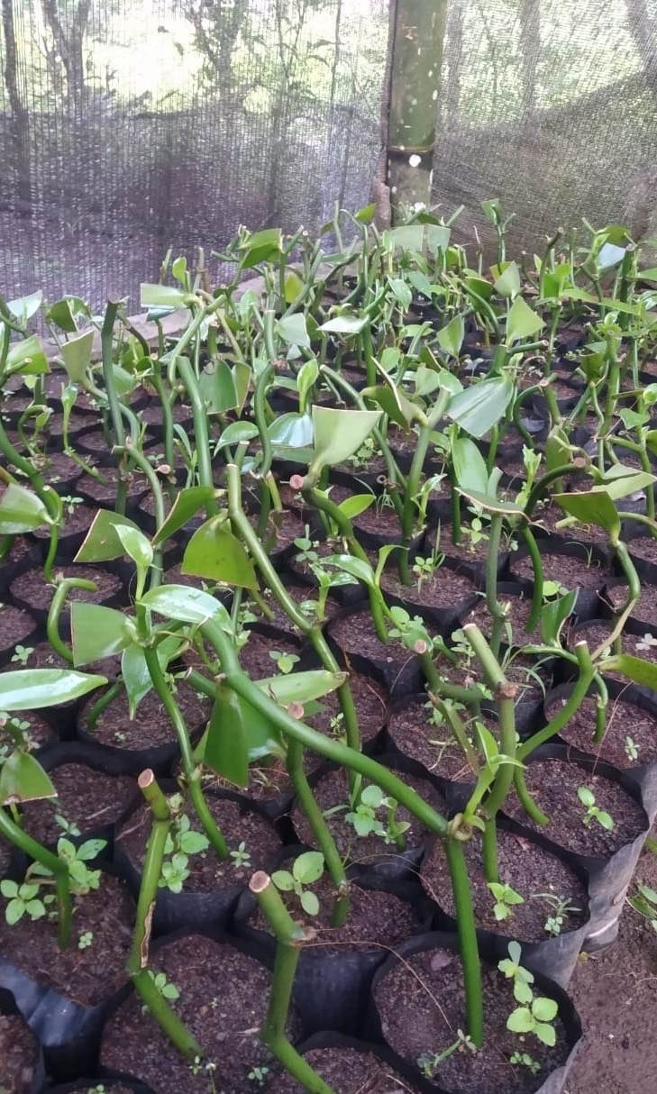 Bibit Vanili Planivolia (Setek Ruas Pendek)
