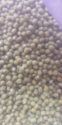 kacang hijau lokal