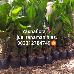 jual pohon palem kol 