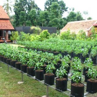 Polybag Dengan Harga Yang Terjangkau