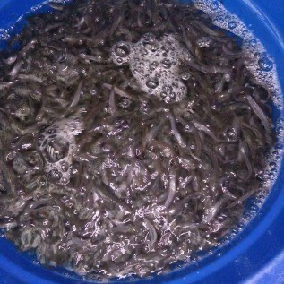 Bibit ikan Lele kwalitas unggul