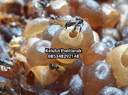 madu trigona kota pontianak