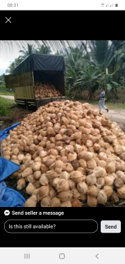 Kelapa Tua Santan Jambi