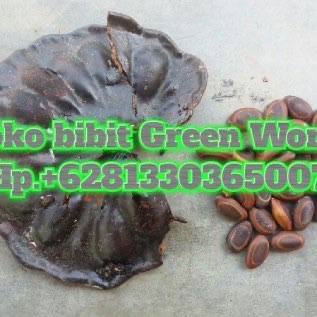 Jual biji Sengon Buto,daun Simbukan kering,dll