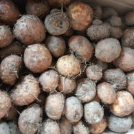 bibit umbi poran