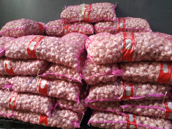 BAWANG PUTIH KATING IMPORT MURAH