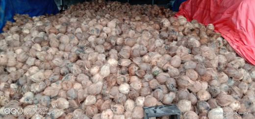 jual kelapa tua