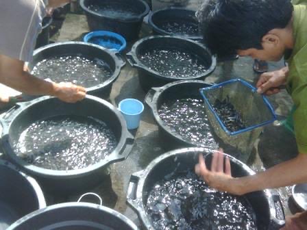 Jual Induk Ikan Lele Sangkuriang, Phyton, Masamo, Mutiara