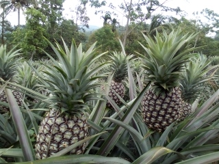 bibit nanas