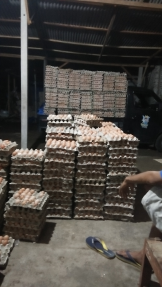 telur fressss