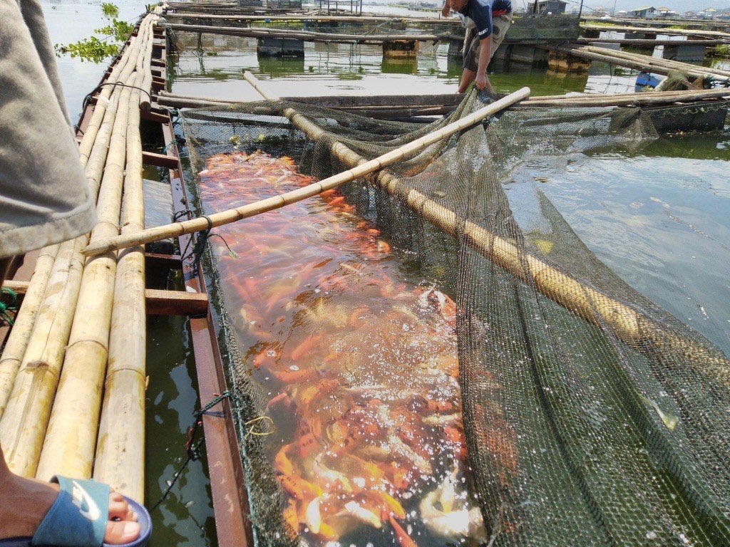 ikan mas merah bader najawa