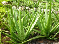 HERBAL KESEHATAN