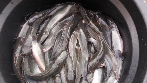 Jual Ikan Lele Segar
