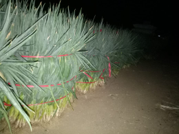 Kami SUPPLIER SAYURAN membutuhkan mitra untuk mendistribusikan sayuran hasil dari petani no WA :