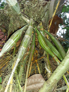 anggrek merpati kering