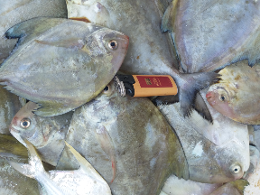 jual aneka seafood segar