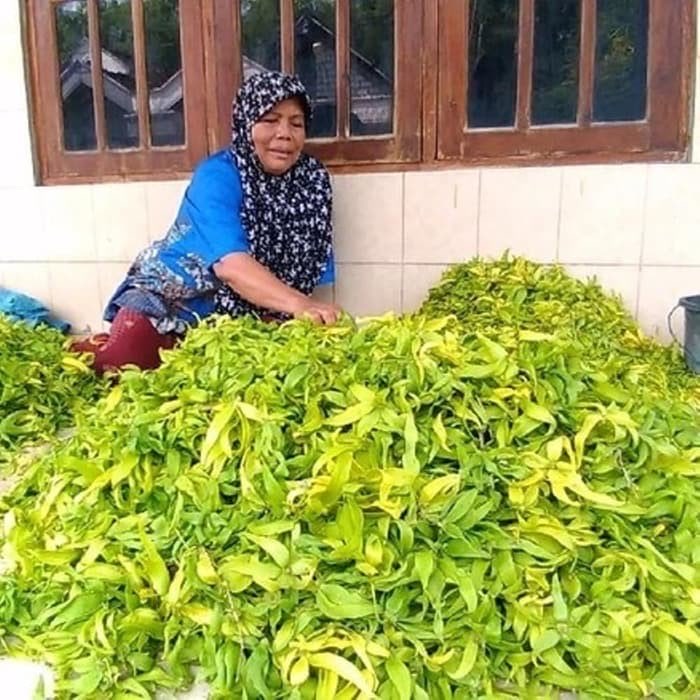Bibit Kenanga Jawa Super Bunga YLANG YLANG