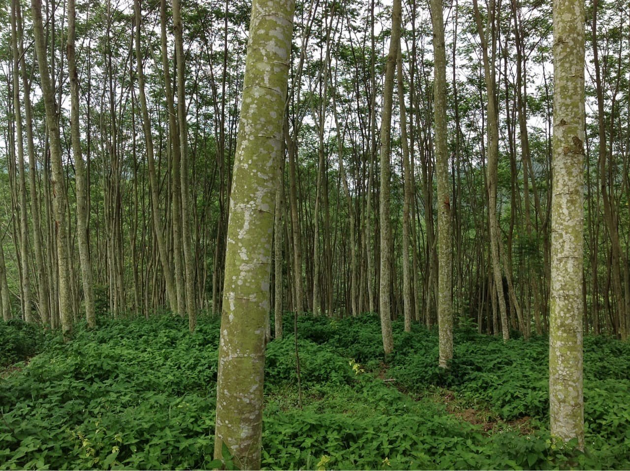 Tanah Lahan HGU 100 hektar di Lampung