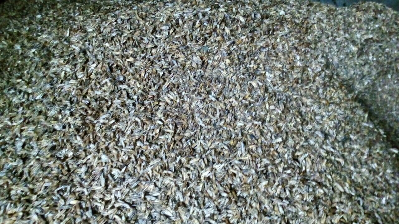 Kepala Udang kering