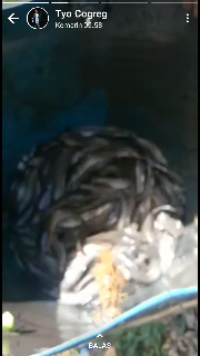 Ikan Lele