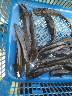 Jual ikan Lele