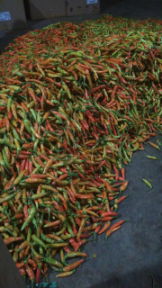 cabe rawit japlak atau setan