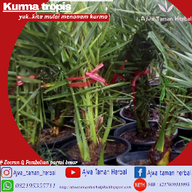 jual pohon kurma