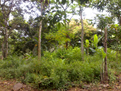 Jual Tanah 4hektar dicianjur