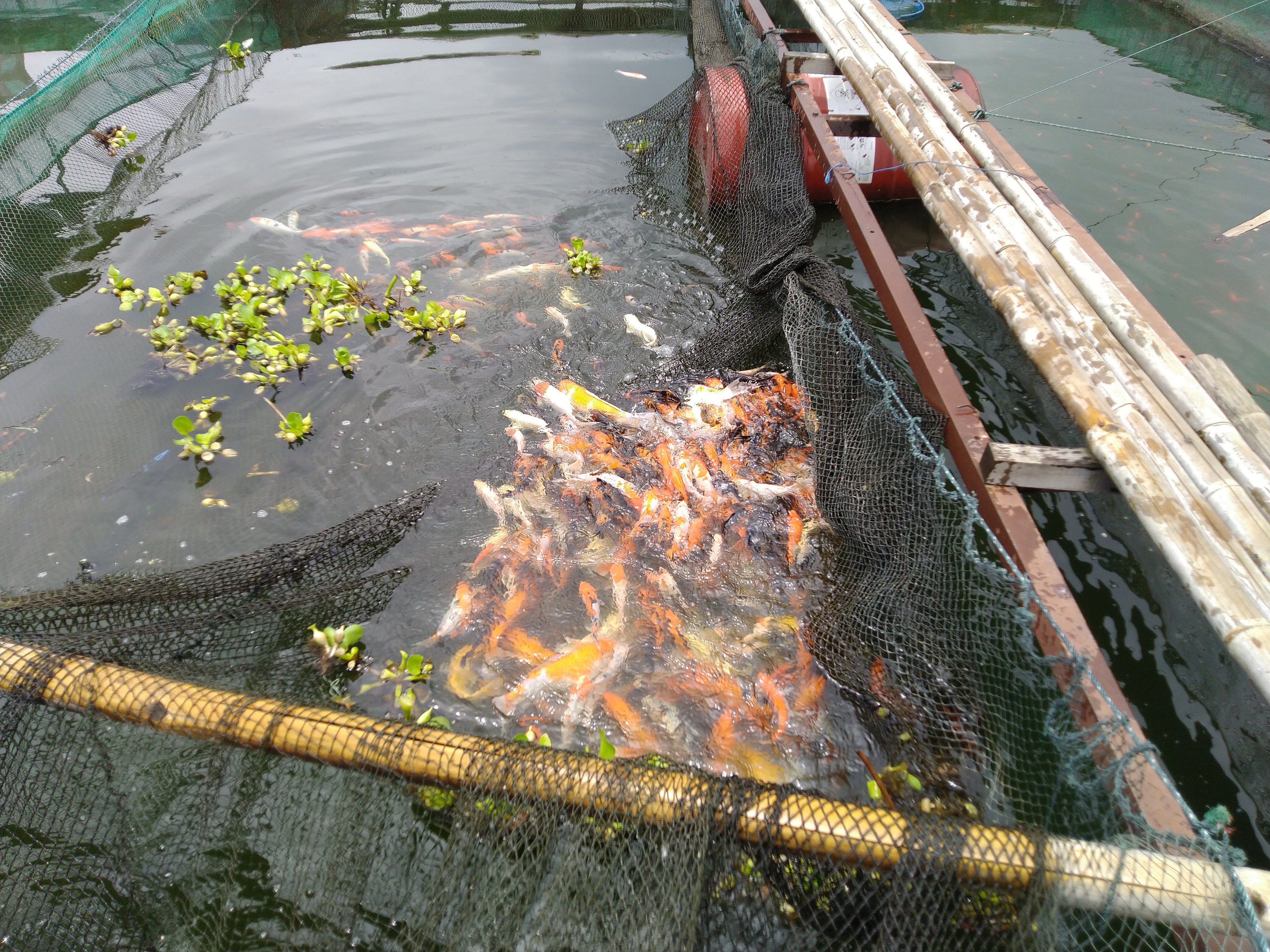 Ikan koi kiloan 