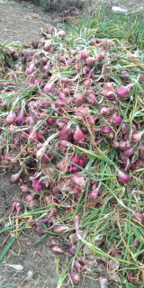 Bawang Merah Brebes, Weleri, Bima, Sukomoro, Demak. Semua kualitas.