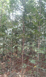 jual pohon damar 