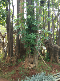jual pohon pule 