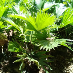 jual bibit palem sadeng 