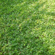 jual pohon rumput biasa 